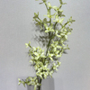 Artificial Two-Tone Green & White Star Flower Branch, Long Stem with Green Foliage