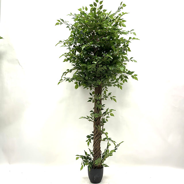 QH27G3173 榕树200cm.jpg