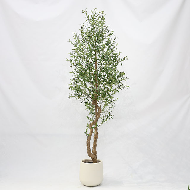 QH27G3047 210cm弯杆橄榄树做货黑色直筒盆.JPG
