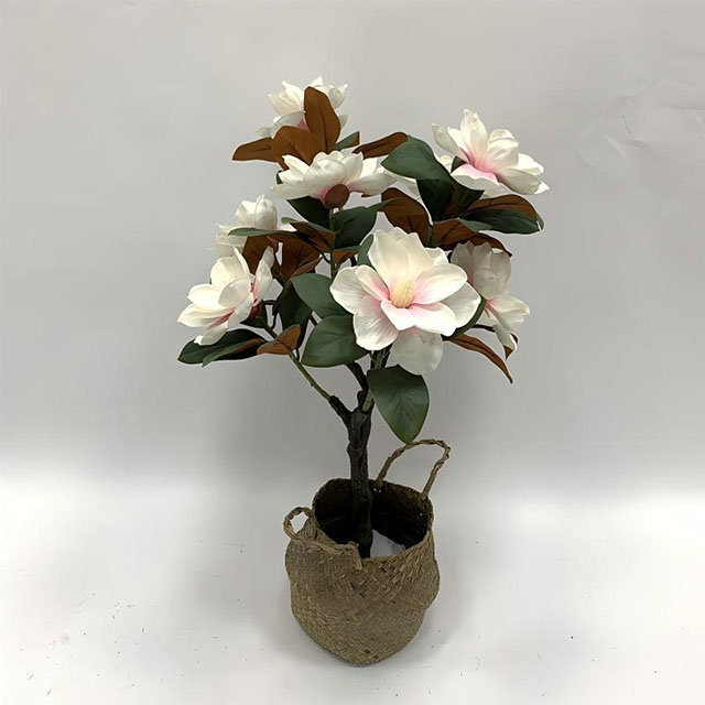 QH27G3249 玉兰花树80cm.jpg