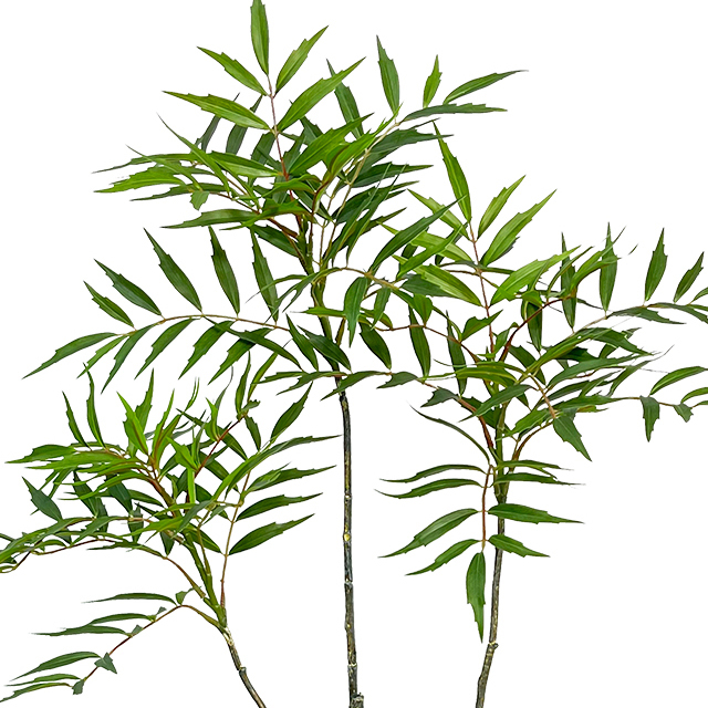 Artificial Mahonia Fortunei Tree 48inches Tall Fake Trees for Indoor Home Decor And Housewarming Gift