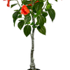 59inch New Arrivals Artificial Blooming Tree with Flower And Natural Material for Decoration