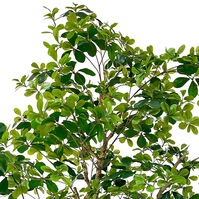 98inch Tall Artificial Tung Tree, Lifelike Faux Green Plant, Indoor Outdoor Decorative Potted Tree for