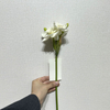 3-Head Single Stem Artificial Daffodil, Pure White with Yellow Center.