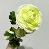 3-Head Single Stem Artificial Ranunculus, Cream-Light Green Ombré.