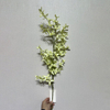 Artificial Two-Tone Green & White Star Flower Branch, Long Stem with Green Foliage