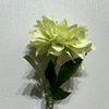 Artificial Lime Green & White Dahlia Stem