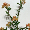Artificial Two-Tone Orange & Green Berry Branch, Long Stem with Foliage