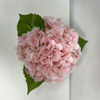 Artificial Blush Pink Hydrangea Stem Bundle