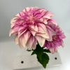 Artificial Pink-white Gradient Dahlia Flower