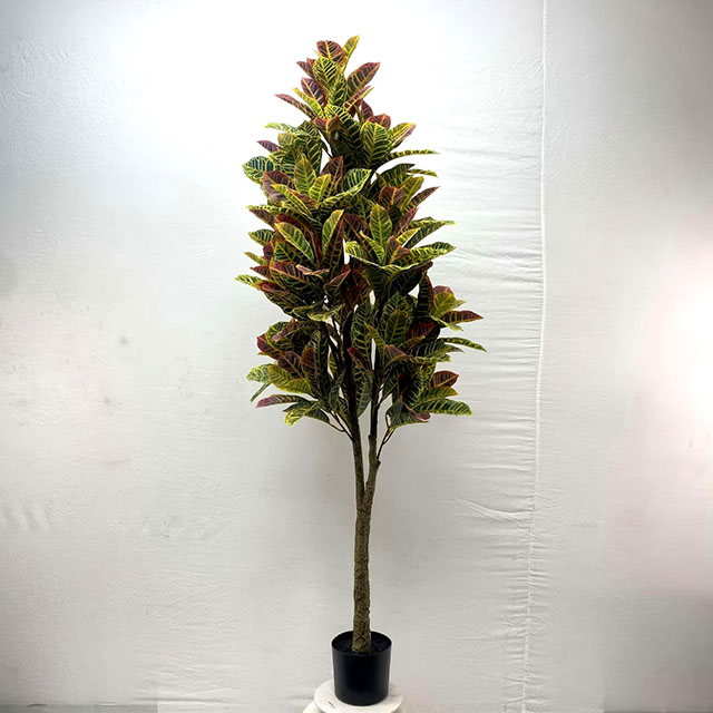 QH27G3179 洒金榕A款150cm.jpg