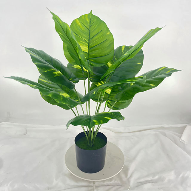 QH27G3069 花纹绿萝高58cm12叶.jpg