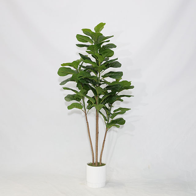 QH27G3159 150cm3杆琴叶榕做货黑色直筒盆.JPG