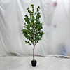 Artificial Eucalyptus Tree (Faux Silver Dollar Eucalyptus Tree with Iconic Round Leaves)