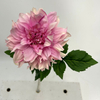 Single Head Artificial Dahlia, Blush Pink Gradient