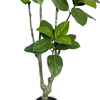  Artificial 59inch Plant Fiddle Leaf Fig Tree,Fake Tree Ficus Lyrata Plant with Real Texture Leaves, Faux Plants in Pot for Home Living Room Office Garden Indoor Outdoor