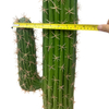 Artificial Cactus Succulent Plant 43.3inch Tall Simulated Desert Cactus Plant with Black Pot