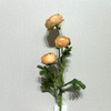3-Head Single Stem Artificial Ranunculus, Peach Cream Ombré