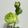 Artificial Full Green Ranunculus, Single Bloom with Bud & Green Foliage