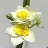 3-Head Single Stem Artificial Daffodil, Cream White with Bright Yellow Ruffled Center