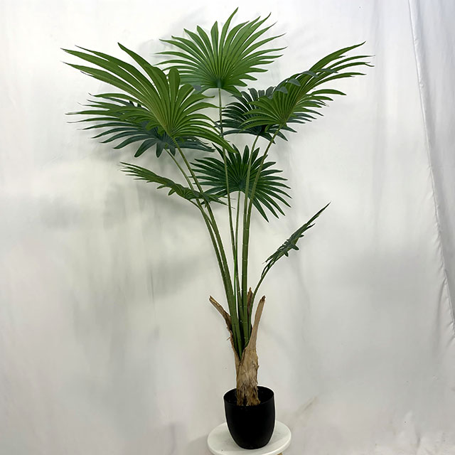 QH27G3198 散尾葵160cm.jpg