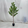 Artificial Eucalyptus Tree (Faux Silver Dollar Eucalyptus Tree with Iconic Round Leaves)