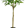 60inch Artificial Eucalyptus Tree, Large Faux Eucalyptus Tree in white Pot Fake