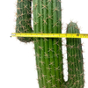 Artificial Cactus Succulent Plant 43.3inch Tall Simulated Desert Cactus Plant with Black Pot