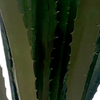 Artificial Giant Agave Plant - 43.3-inch Artificial Succulent Plant with Black Pot