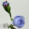 Artificial Two-Tone Light Purple Ranunculus, Single Bloom with Bud & Green Foliage