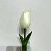 Artificial Cream White Tulip Stem