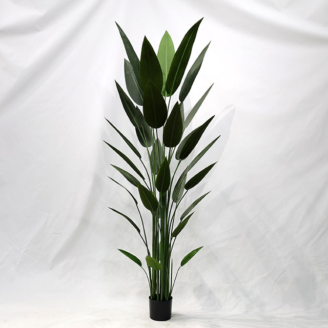 QH27G3119 210cm32叶美人蕉.JPG