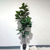 Artificial Fiddle Leaf Fig Tree (Faux Ficus Lyrata Tree with Iconic Fiddle-Shaped Leaves)