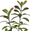 Artificial 59inch Tree Faux Croton Tree Colorful Leaves Faux Plant Artificial Croton Plant Potted Fake Plants 