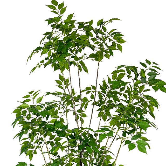 Resistant Ficus Tree Artificial 60inch Faux Ficus Tree with Realistic Smooth Trees Indoor Outdoor