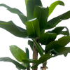 Artificial 71-inch Four-Pole Banana Tree A Large Tropical Style Artificial Plant Home Decor