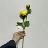 Artificial Bright Yellow Ranunculus, Single Bloom with Bud & Green Foliage