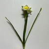 3-Head Single Stem Artificial Daffodil, Cream White with Bright Yellow Ruffled Center