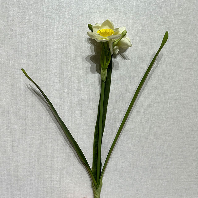 3-Head Single Stem Artificial Daffodil, Cream White with Bright Yellow Ruffled Center