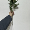 Artificial Cream White Delphinium Stem