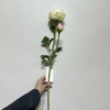 Artificial Gradient Cream-Pink Ranunculus Stem