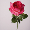 Artificial Austin Rose Stem Bundle (10 Color Options)