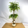 Artificial Ficus Tree (Faux Weeping Fig / Ficus Benjamina Tree with Lush Evergreen Foliage)
