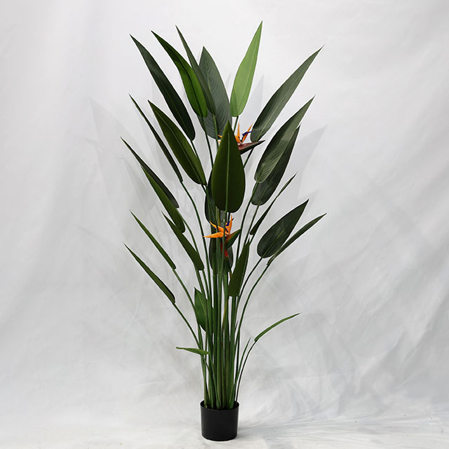 QH27G3116 160cm25叶天堂鸟.JPG