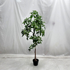 Artificial Fortune Tree