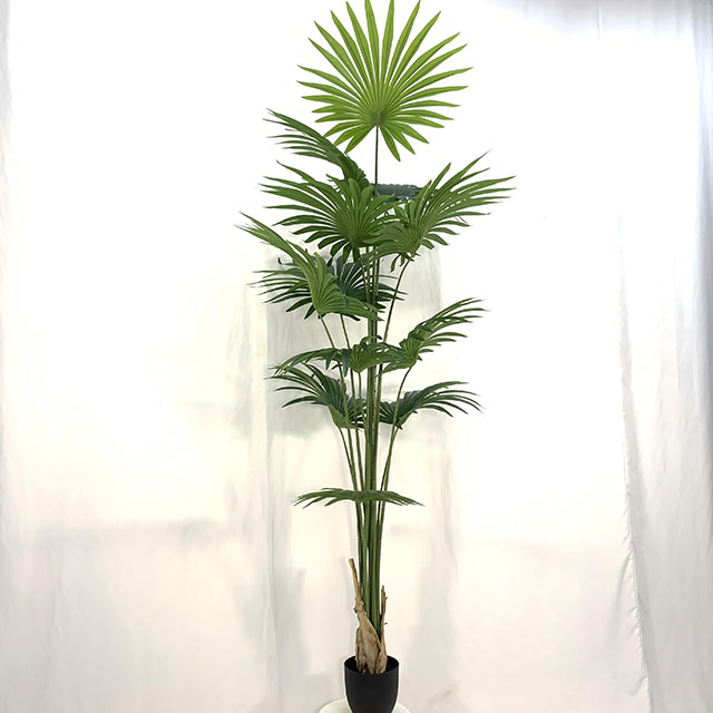 QH27G3204 散尾葵200cm.jpg