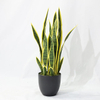 Artificial Cactus Succulent Tree (Faux Snake Plant / Sansevieria with Iconic Striped Leaves)