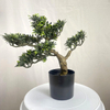 Artificial Bonsai Tree (Faux Pine / Cypress / Podocarpus Bonsai)