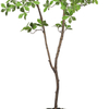 Artificial Ficus Tree in Black Plastic Pot
