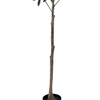 Artificial Plant Artificial 63inch Tree Olive Light Green Potted Plant Large Fake Tree